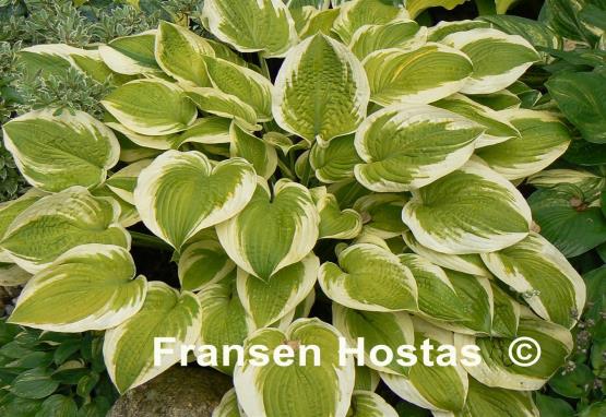 Hosta Sea Beacon